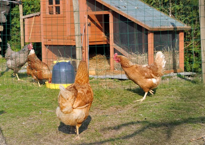 Tierhaltung in Wohngegenden