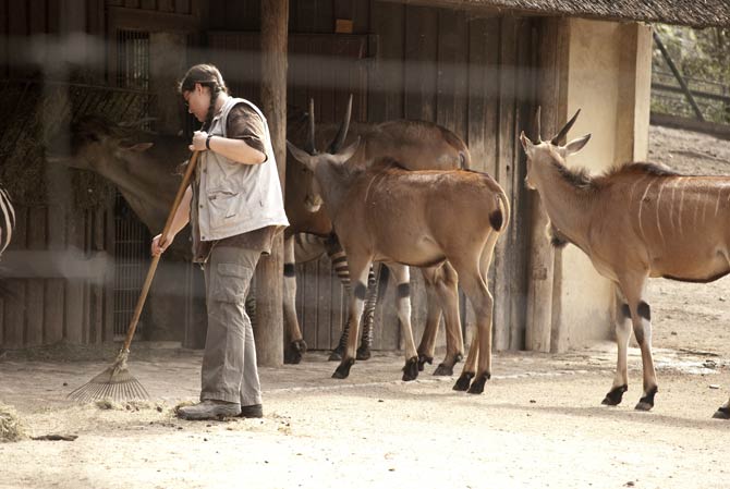 Tierpfleger im Zoo