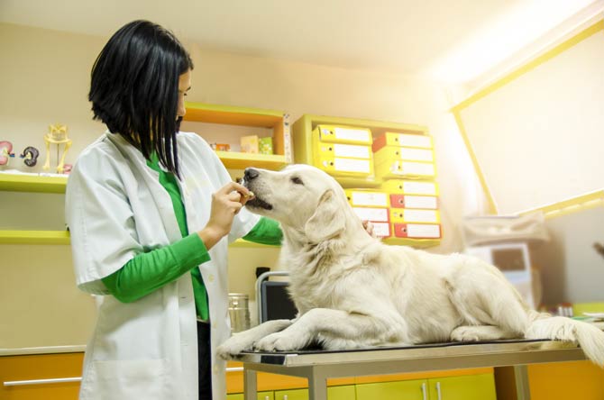 Tierpfleger in Tierklinik