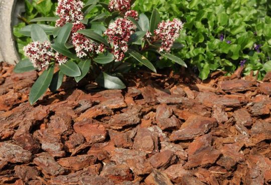 Tipps Rindenmulch