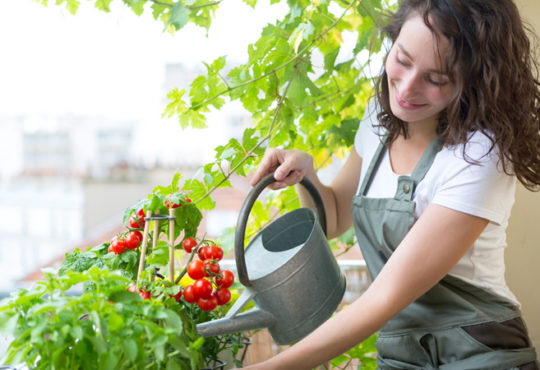 Tomaten richtig pflegen