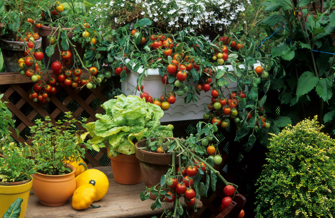 Tomaten sind starkzehrende Pflanzen