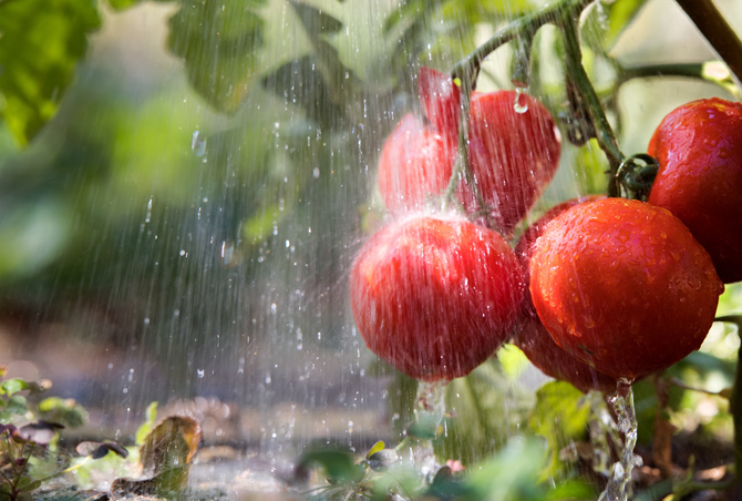 Tomatenpflanzen benötigen stetige Wasserversorgung