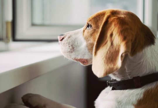 Trennungsangst bei Hunden
