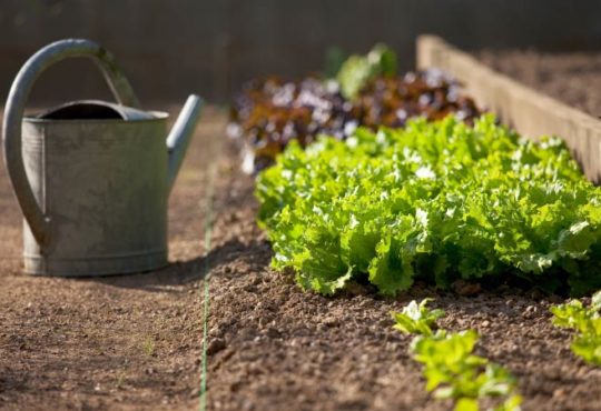 Trockenheit in Deutschland: Was tun im Garten?