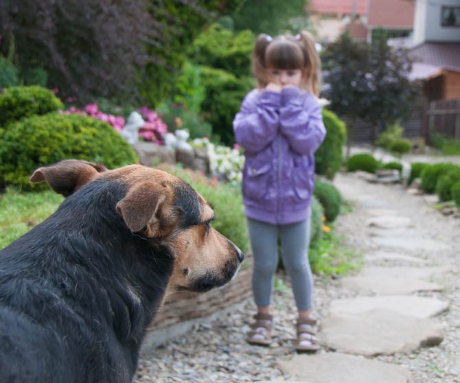 Angst vor Hunden - Diese Tipps helfen - Blogg.de