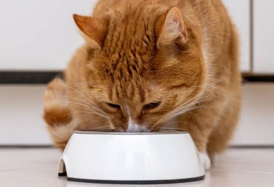 Typische Trink- und Essgewohnheiten von Katzen
