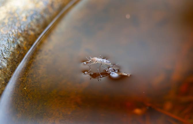 Umweltbedingungen und natürliche Insektenabwehr