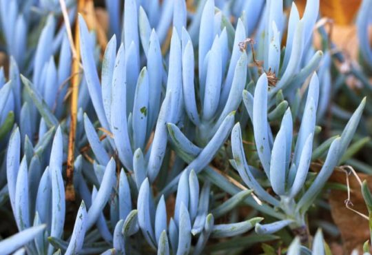Ungiftige Pflanzen für den Garten