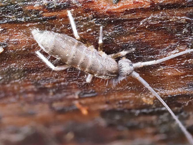 Verschiedene Spezies von Springschwänzen