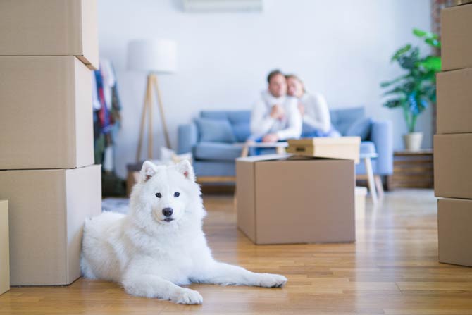 Viel Aufmerksamkeit für die Hunde