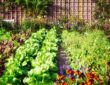 Vielfaltsgarten