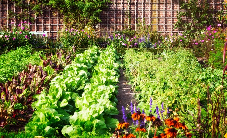 Vielfaltsgarten