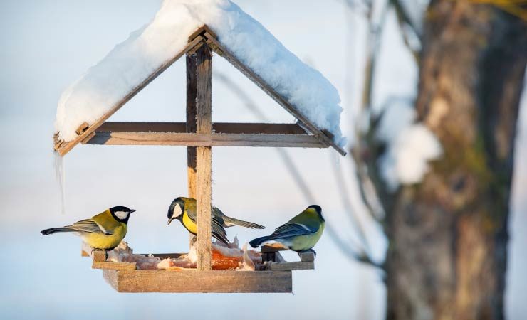 Vögel im Winter füttern