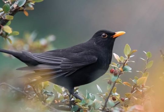 Vollzieht sich in Deutschland ein Vogelsterben?