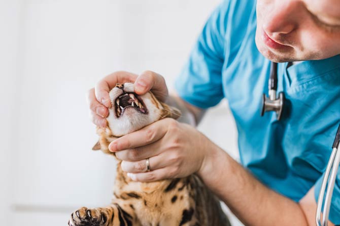 Von FORL sind zahlreiche Katzen betroffen