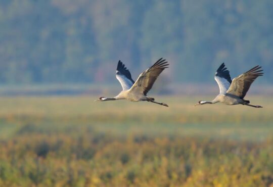 Warum Vögel langsam verschwinden