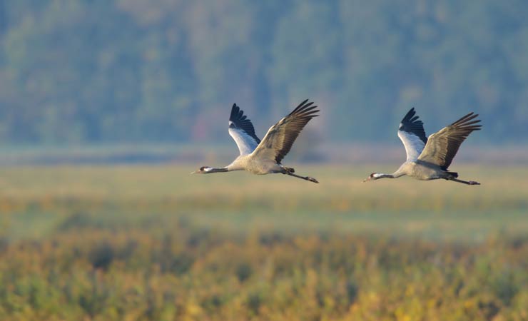 Warum Vögel langsam verschwinden