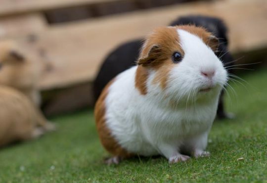 Warum quietschen Meerschweinchen?