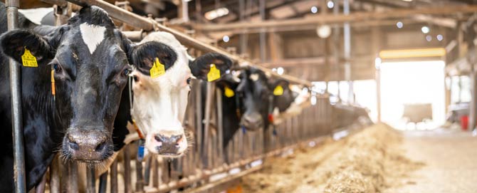 Was Niedersachsen mit dem Verbot der Anbindehaltung erreichen will