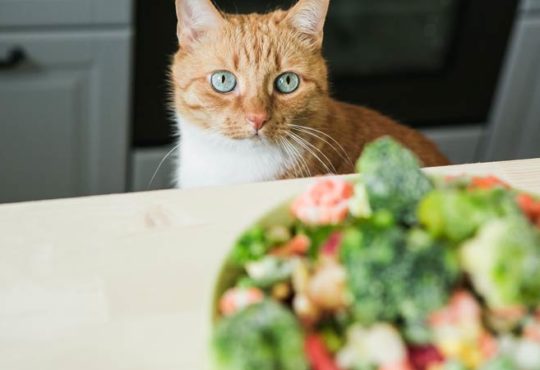 Was dürfen Katzen nicht essen