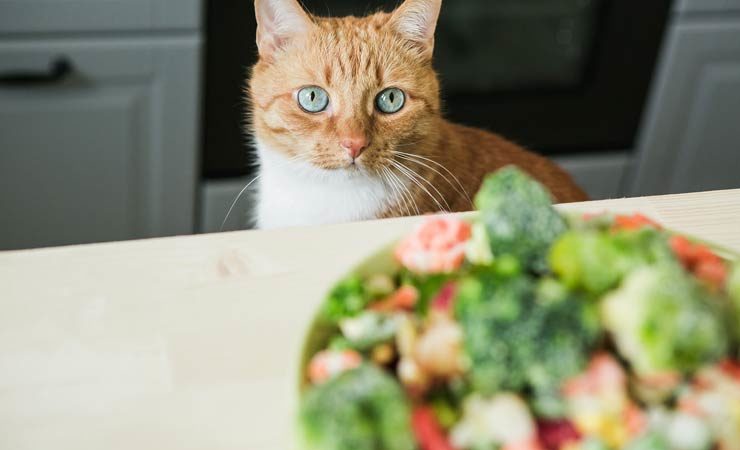 Was dürfen Katzen nicht essen