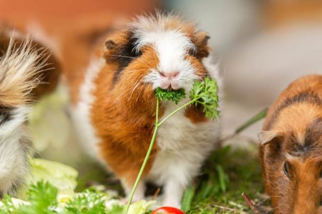 Tipps zur Haltung und Fütterung von Meerschweinchen