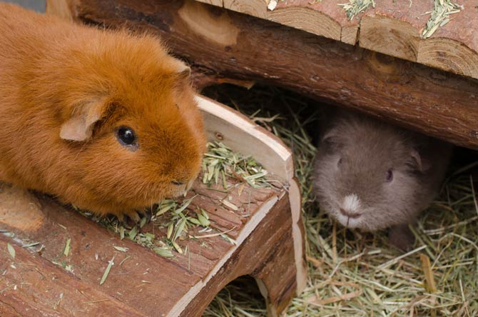 Was gehört in den Meerschweinchenstall?