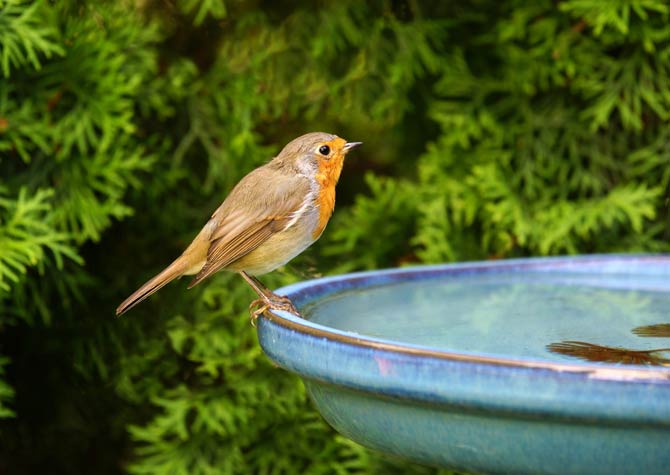 Wasserstelle im Garten