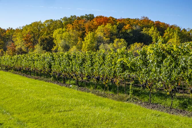 Weinanbau in der Region Niagara in Ontario