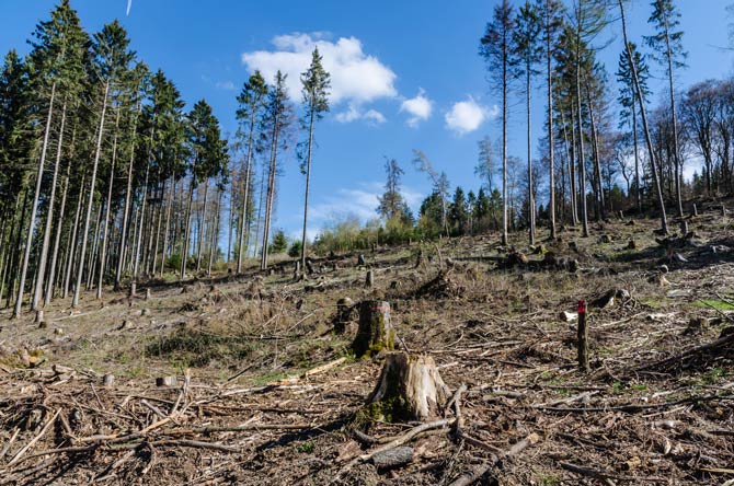 Weniger vitale Wälder in Deutschland
