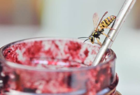 Wespen am Essenstisch - Was tun?
