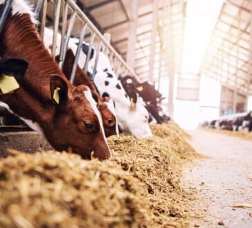 Wie Mikroplastik die Verdauung bei Rindern verändert