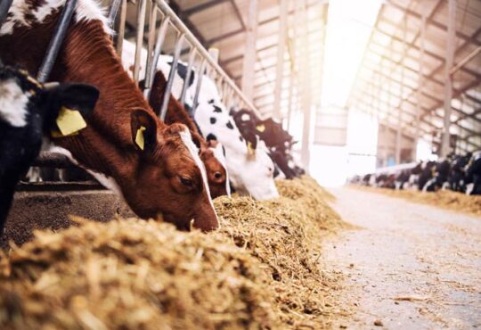 Wie Mikroplastik die Verdauung bei Rindern verändert