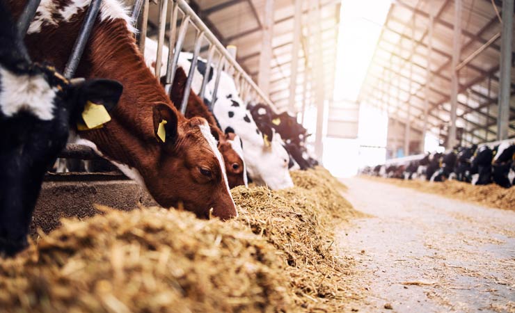 Wie Mikroplastik die Verdauung bei Rindern verändert