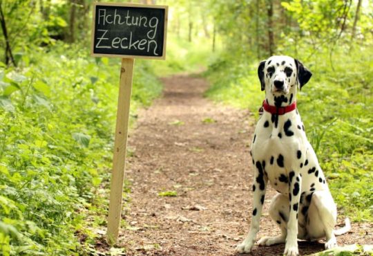 Zeckenbisse bei Hunden